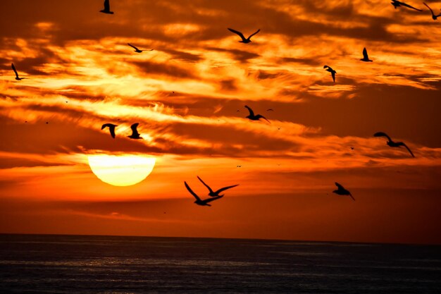 Seagulls flying over sea during sunset