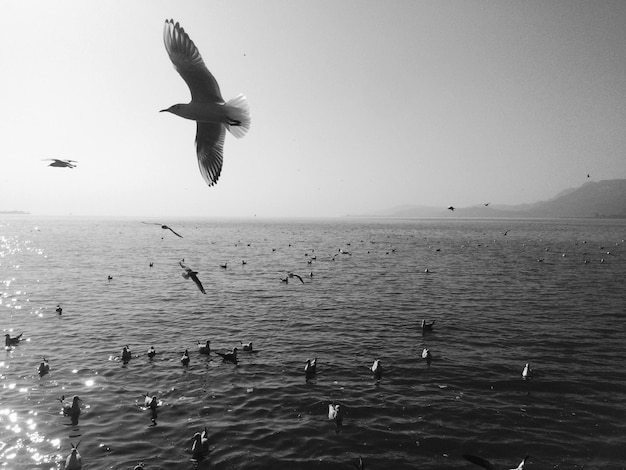 Photo seagulls flying over sea