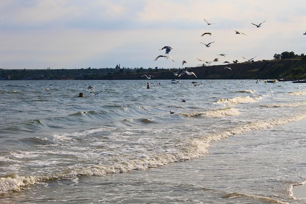 Seagulls flying over the sea