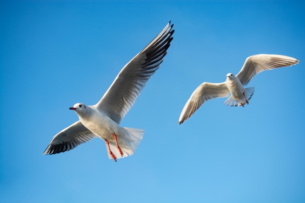 Seagulls flying in sky of Istanbul of Turkey