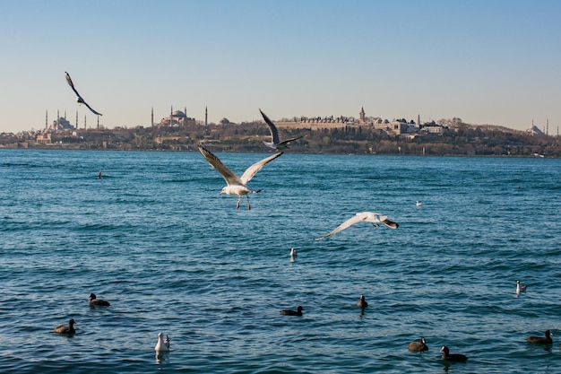 Seagulls flying in sky of Istanbul of Turkey