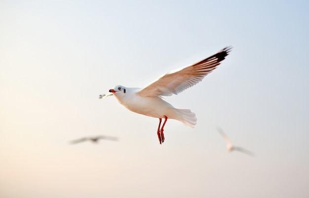 Seagulls flying in the sky at sunset.