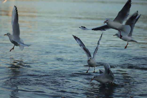 seagulls on the lake ask for food on a sunny day seagulls play in the water