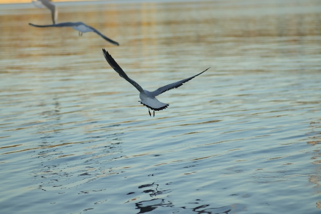 seagulls on the lake ask for food on a sunny day seagulls play in the water