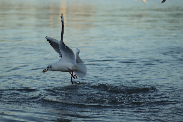 seagulls on the lake ask for food on a sunny day seagulls play in the water