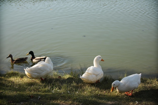 Photo seagulls on lakeshore