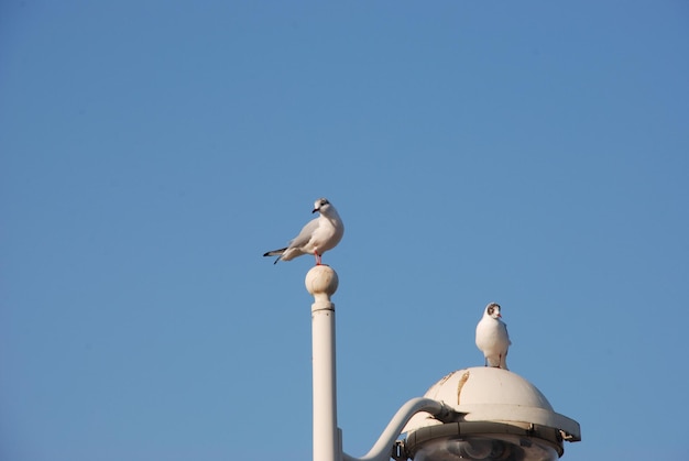 Seagulls on a pole