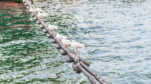 Seagulls resting on a chain