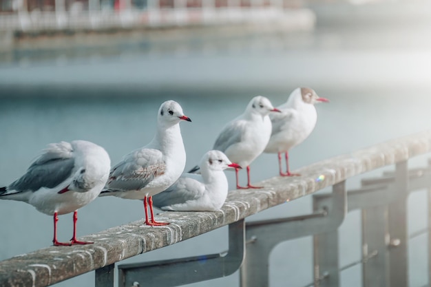 seagulls resting in the seaport