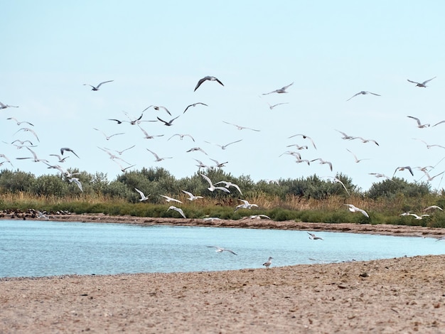 Seagulls on sand beach