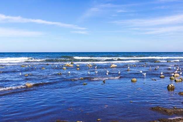 Seagulls sit on stones in the Baltic Sea