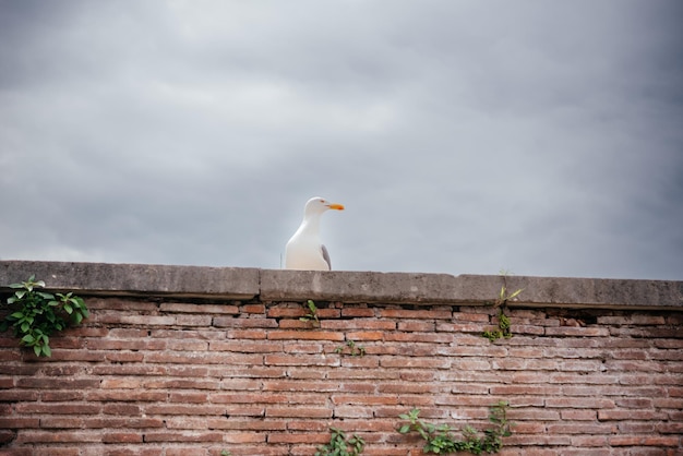 Seagulls sitting on an old brick wall in rome