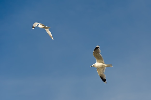 Seagulls in the sky