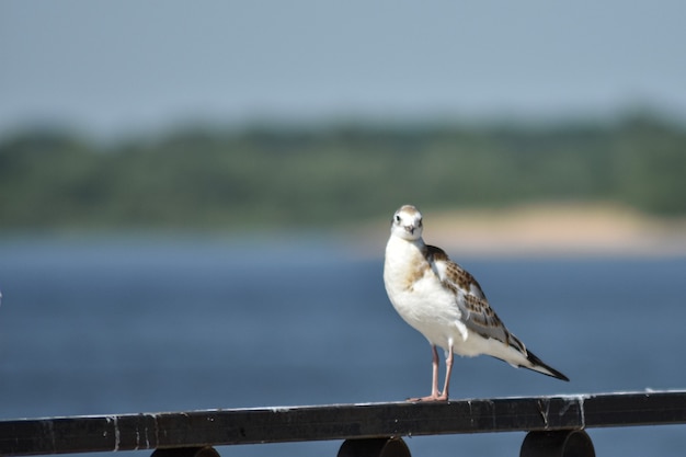 seagulls on the Volga embankment