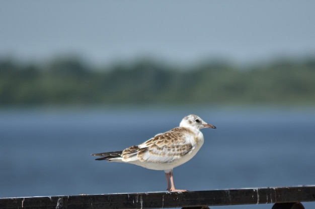 seagulls on the Volga embankment