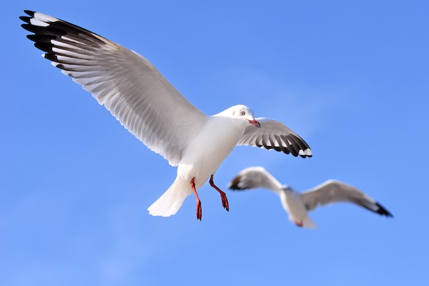 Seagulls