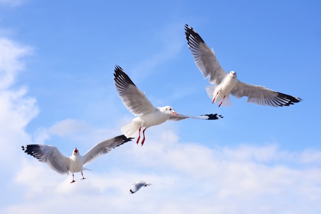 Seagulls