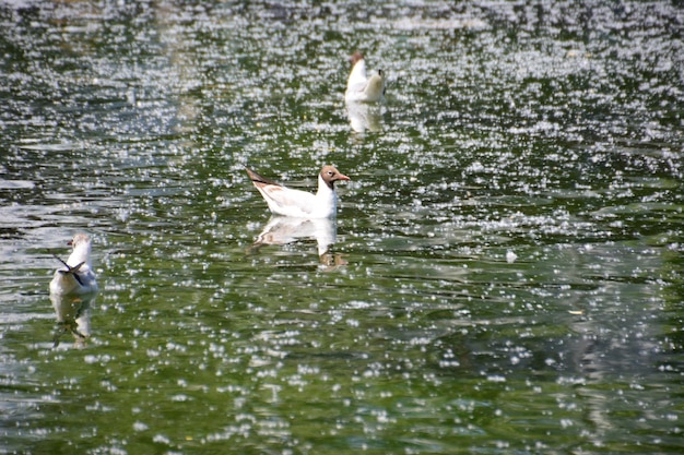 seaguls swimming in the blue water of pond with poplar fluff