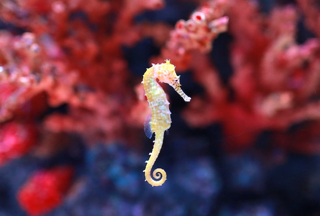 seahorse (Hippocampus) swimming