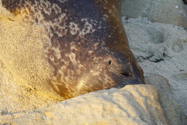 A seal's nose is visible on the sand.