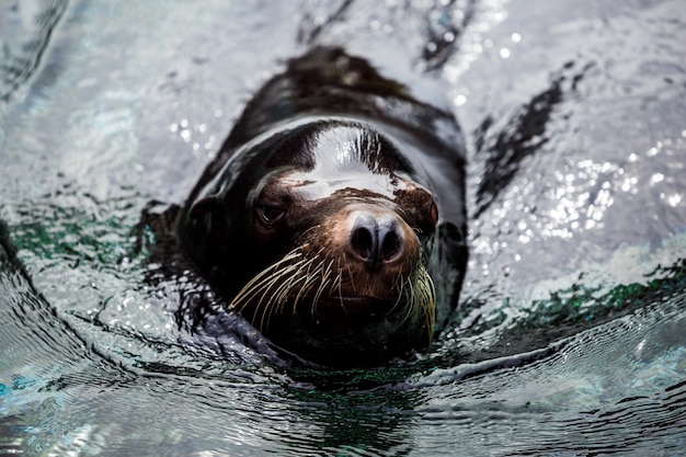 Seal swimming in the water