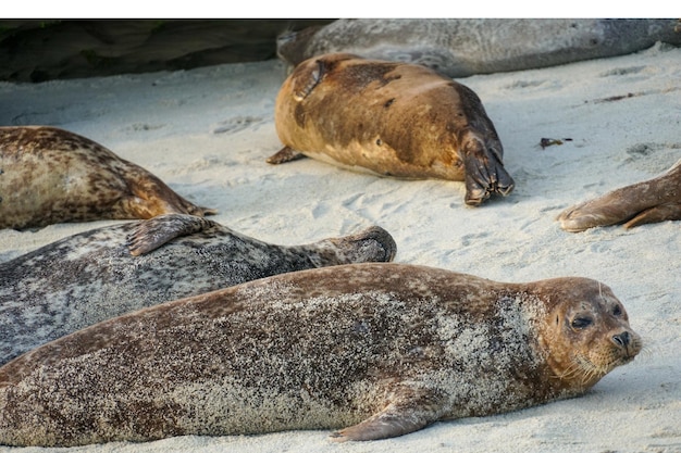 Seals on the beach at la jolla