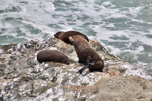 Seals in the Pacific close Kaikoura village New Zealand