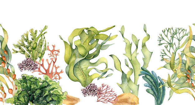 Seamless banner of colorful sea plants watercolor illustration isolated on white