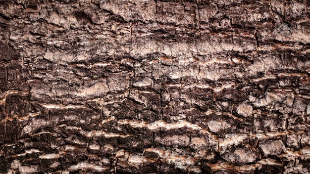 Seamless bark color gray white black Has a rough texture suitable for use as a backgroundtreecell for natural wallpaperxA