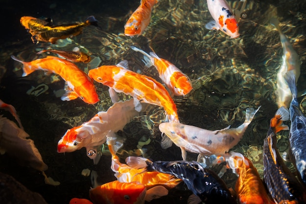 Seamless koi carps, beautiful colorful koi fish swimming in the pond