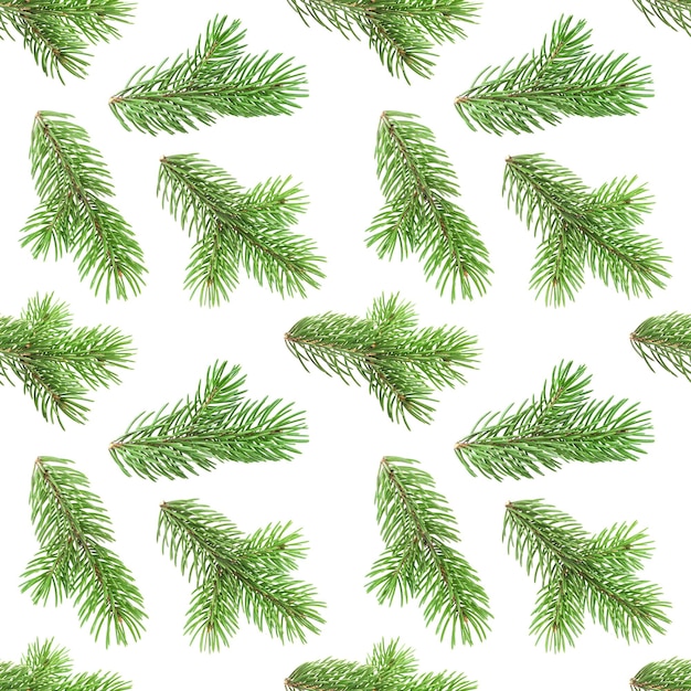 Seamless pattern of fir tree branches on white