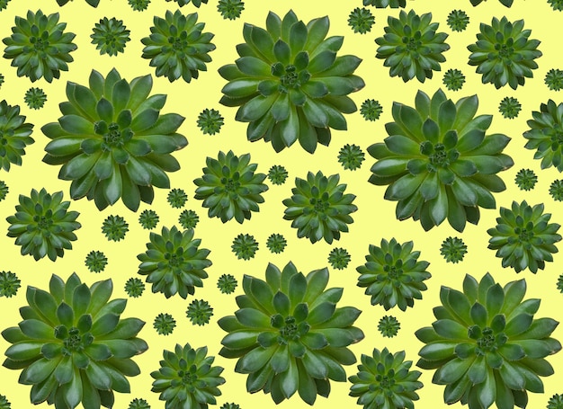 Seamless pattern of green succulent flowers. Repeat succulents.