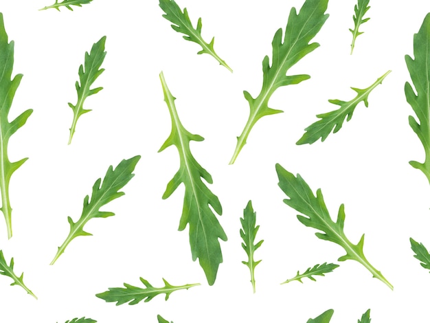 Seamless pattern of organic green arugula or rocket leaf commonly used in salads on white background