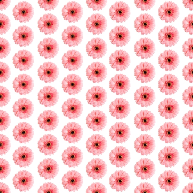 Seamless pattern of pink gerbera on a white Germini photo converted into a seamless pattern