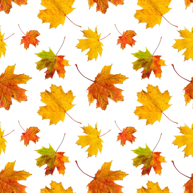 Seamless pattern with autumn maple leaves isolated on white background