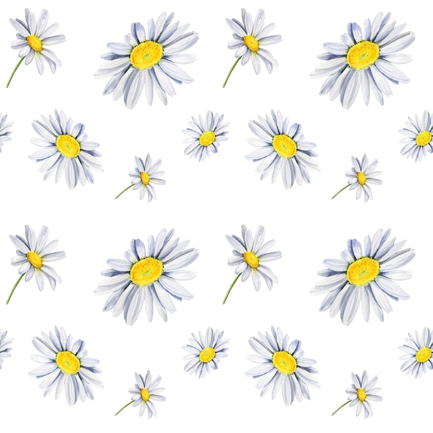 Seamless pattern with daisies wildflowers watercolor hand drawn illustration