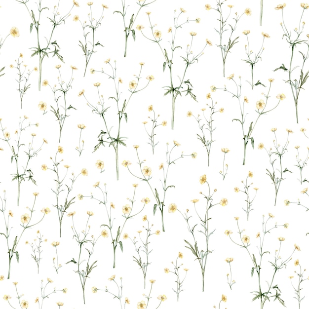 Seamless pattern of yellow flower meadow buttercup known as Ranunculus acris sitfast spearworts or water crowfoots Watercolor hand drawn painting illustration isolated on white background