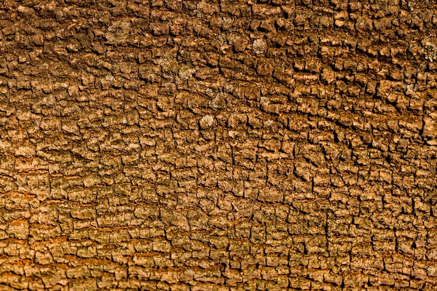 Seamless tree bark texture design