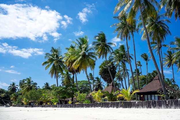 Seascape at the beach of Thailand White sand and the blue ocean with coconut trees on background