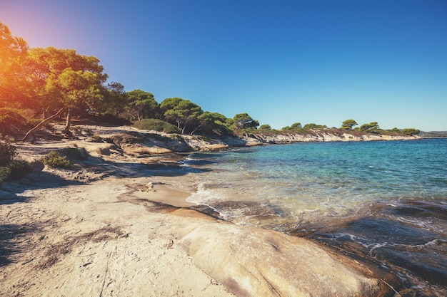 Seascape pine trees on an autumn sunny day Rocky beach with pines