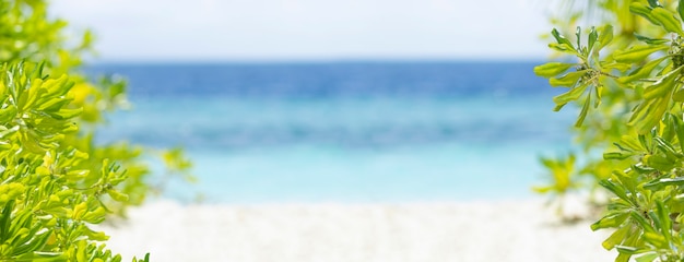 Seascape and sandy beach summer background. Defocused sea water surface, white sand and green tropical tree on the sun. Paradise beach banner