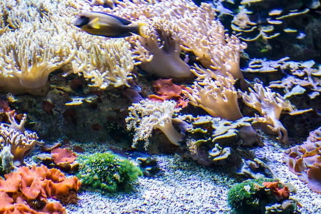 Photo seascape, seabed with fish and coral reef