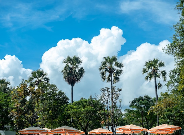 Seascape Summer view with orange striped beach umbrellas tropical palm trees against blue sky background with white fluffy clouds on a sunny day