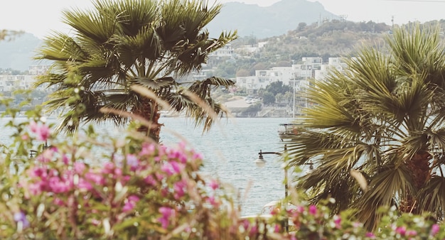 Seascape travel and nature concept sea and palm tree in summertime