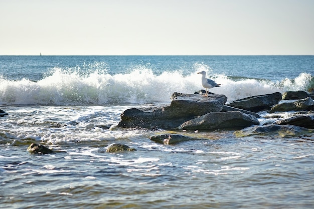 Seascape where a seagull sits on the rocks in the sea and wave with splashes breaks right behind it