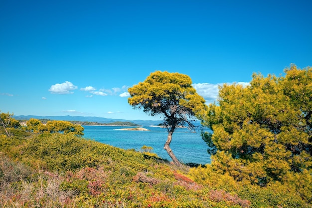 Seascape with pine trees on an autumn sunny day