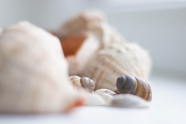 Seashell background lots of different seashells piled together