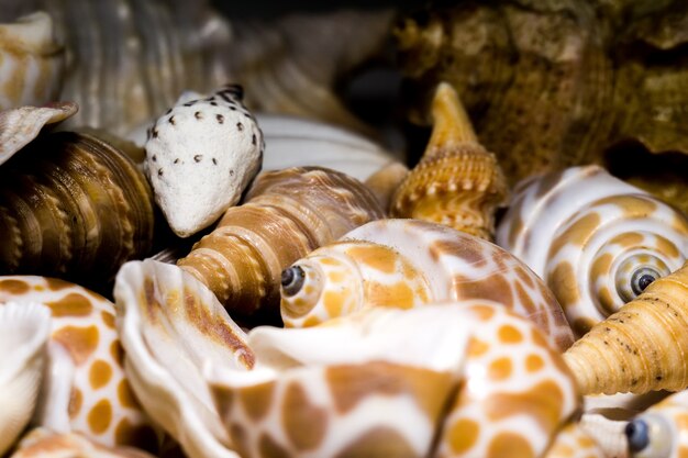 Seashell Background Macro