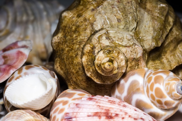 Seashell Background Macro