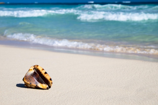 Seashell on beach